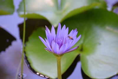 Close-up of purple lotus water lily in pond