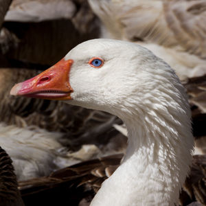 Close-up of a white goose head looking away