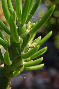 Close-up of succulent plant