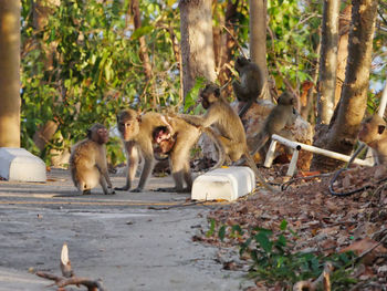 Photos of reaction of the monkey family at sriracha city thailand.