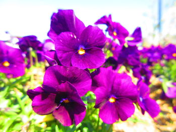 Close-up of purple iris blooming outdoors