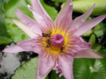 High angle view of bees pollinating on pink water lily