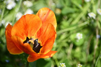 Close-up of orange flower