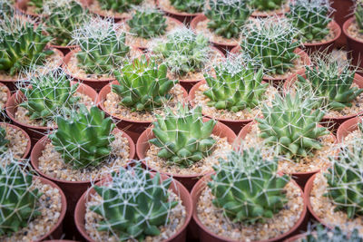 High angle view of potted plants