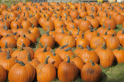 Full frame shot of pumpkins on field