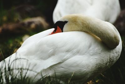 Close-up of swan