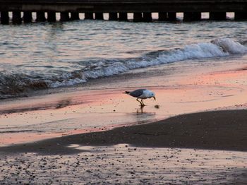Seagull perching at shore during sunset