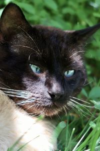 Close-up portrait of a cat