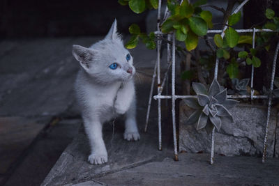 Cute white kitten in the yard