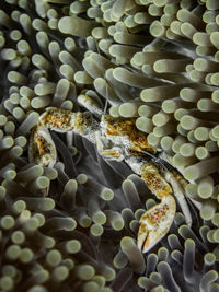 Close-up of turtle in sea