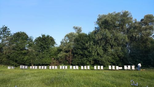 Trees in park against sky