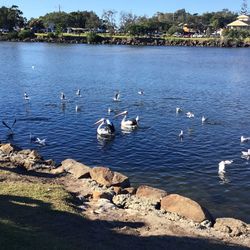 Swans swimming in lake