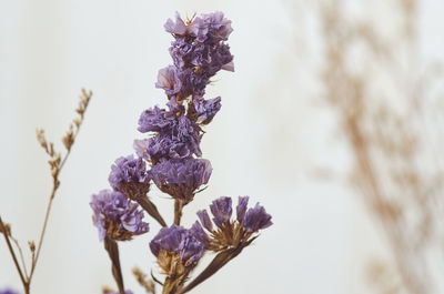 Close-up of fresh purple flowering plant