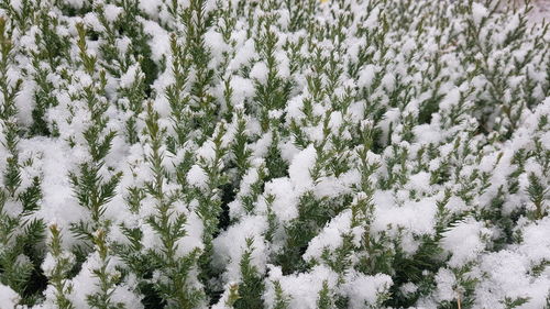 Pine trees on snow covered field