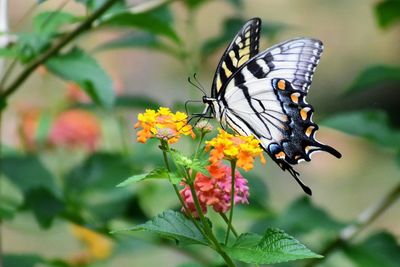 Close-up of butterfly pollinating on flower