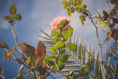 Close-up of pink flowering plant against lake