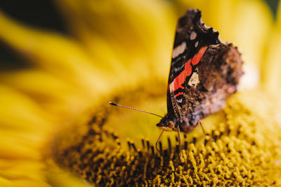 Admiral on sunflower