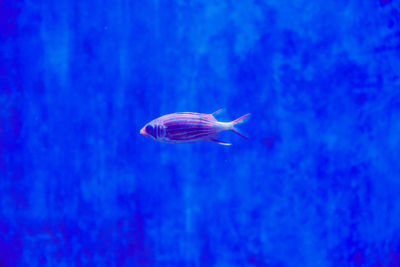 Close-up of jellyfish swimming in sea