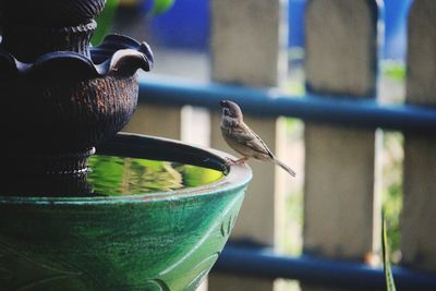 Close-up of bird perching on feeder