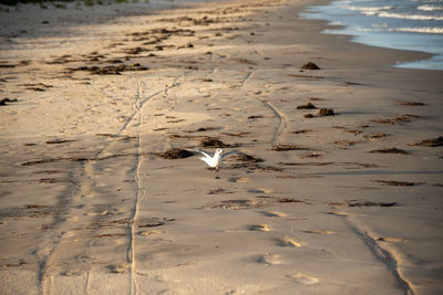 Seagulls flying over beach