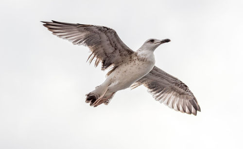 Low angle view of birds flying against clear sky