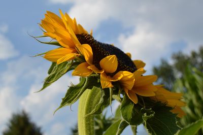 Close-up of yellow sunflower against sky