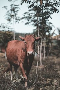 Portrait of horse standing on field