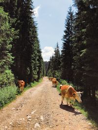 Cows walking on road amidst trees against sky