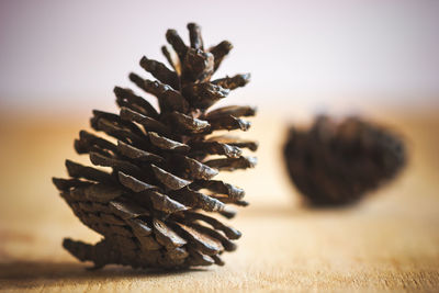 Close-up of pine cone on table