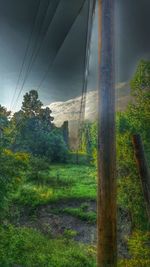 Trees on grassy field