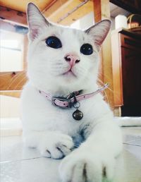 Portrait of dog sitting at home