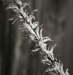 Close-up of plant against blurred background