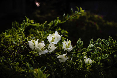 Close-up of flowers blooming outdoors