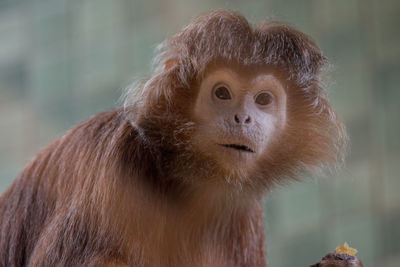 Portrait of alert monkey