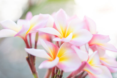 Close-up of pink flowering plant