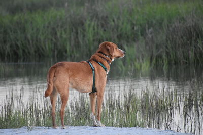 Dog stops to watch the kids play on the beach