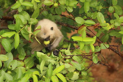 Close-up of a squirrel on tree