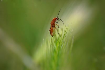 Close-up of insect on plant