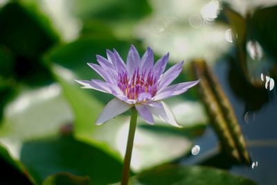 A magenta lotus was full blooming in a soft sunlight and white light bubbles.