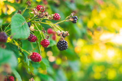 Close-up of berries growing on tree