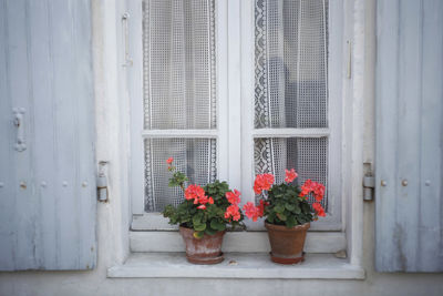 Close-up of potted plant