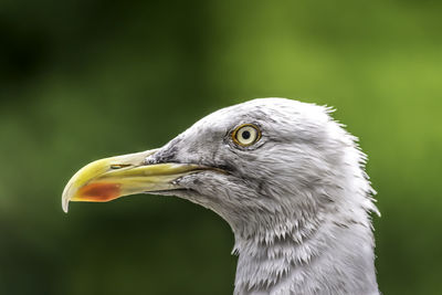 Close-up of seagull against blurred background