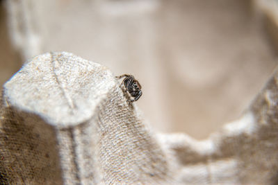 Close-up of butterfly on rock