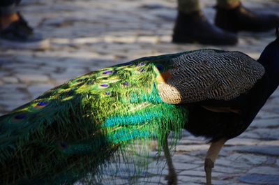 Close-up of peacock