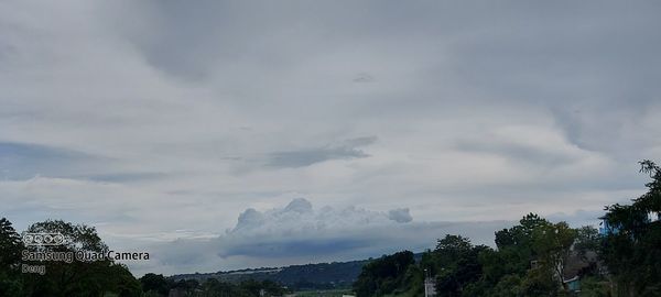 Low angle view of trees against sky