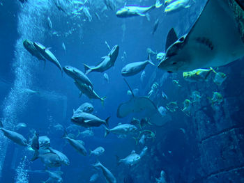 High angle view of fish swimming in sea