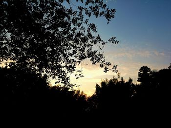 Silhouette trees against sky during sunset