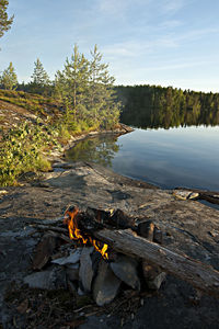 Dead tree on log in lake against sky