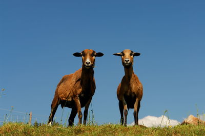 Goats standing on field against clear sky