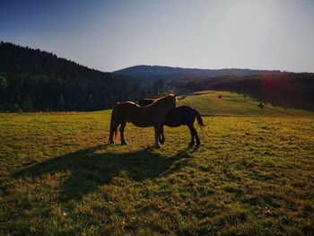 Horse standing in a field